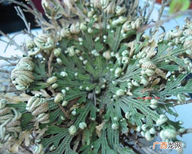 奇妙的植物有哪些？
