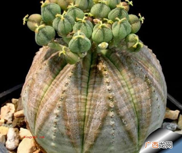 奇妙的植物有哪些？