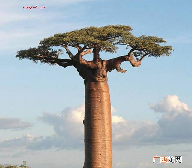 奇妙的植物有哪些？