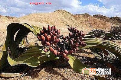 奇妙的植物有哪些？