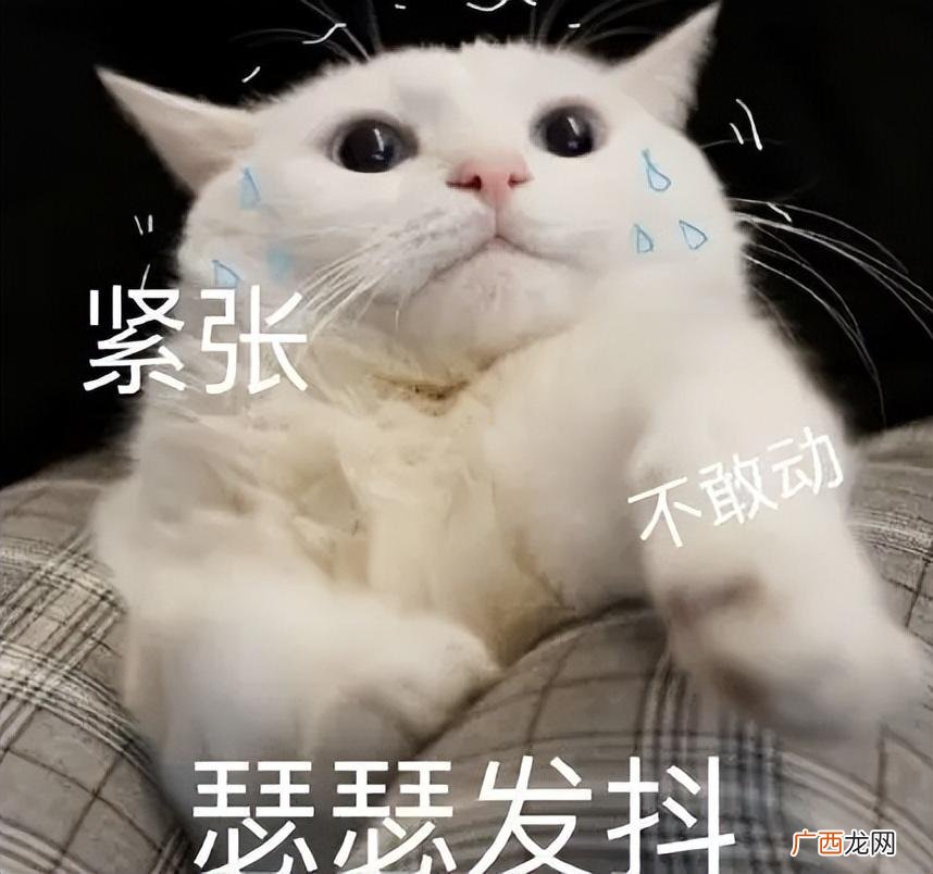 3步获取猫咪信任 快速让猫咪信任新主人