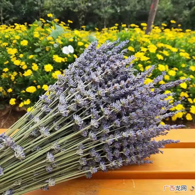 夫妻送花一般送什么合适 夫妻之间送什么花比较好