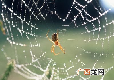 蜘蛛织网的原理,为什么蜘蛛会结网？