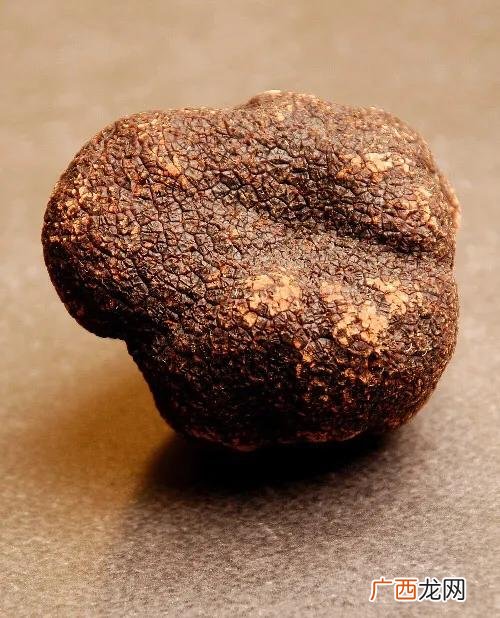 白松露是什么东西,松露与松茸是一个东西？