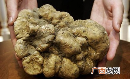 白松露是什么东西,松露与松茸是一个东西？