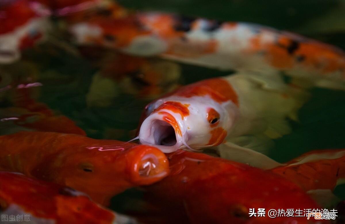 如何正确给鱼缸换水 鱼缸多久换一次水
