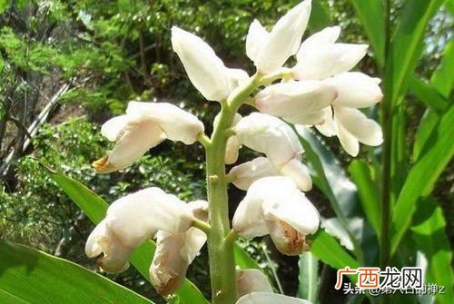 豆蔻年华是什么意思呢,豆蔻年华是什么意思？