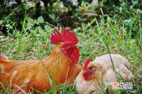公鸡怎么做好吃,家养大公鸡怎么做好吃？