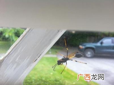 别墅怎么防止蛇虫鼠蚁,一楼怎么防蛇虫鼠蚁？