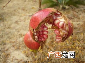 稠是什么意思,黏稠性意思？