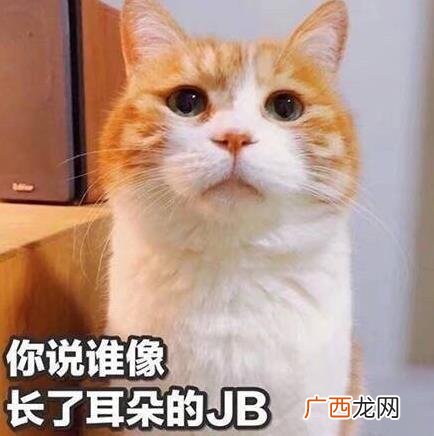 沙雕是什么意思什么梗？骂别人沙雕是什么意思？沙雕=傻屌