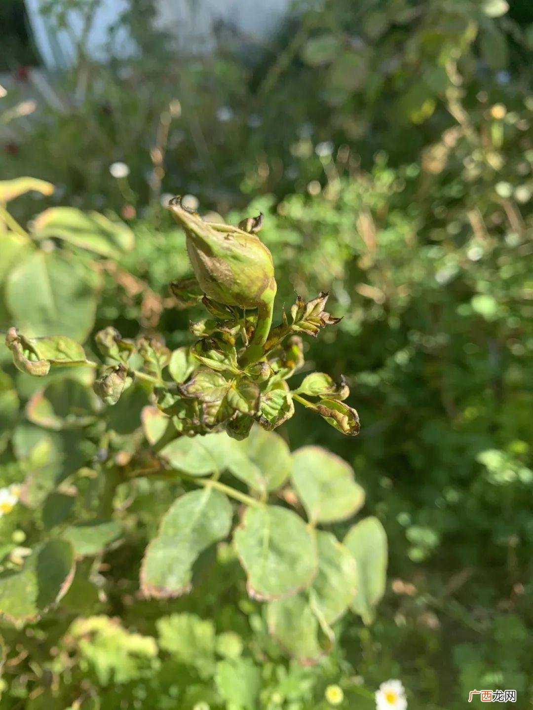 感染这种害虫，体型小到肉眼看不清 蓟马用什么药效果最好