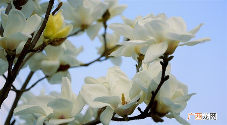 玉兰花表示什么意思和象征 玉兰花的花语与寓意是什么