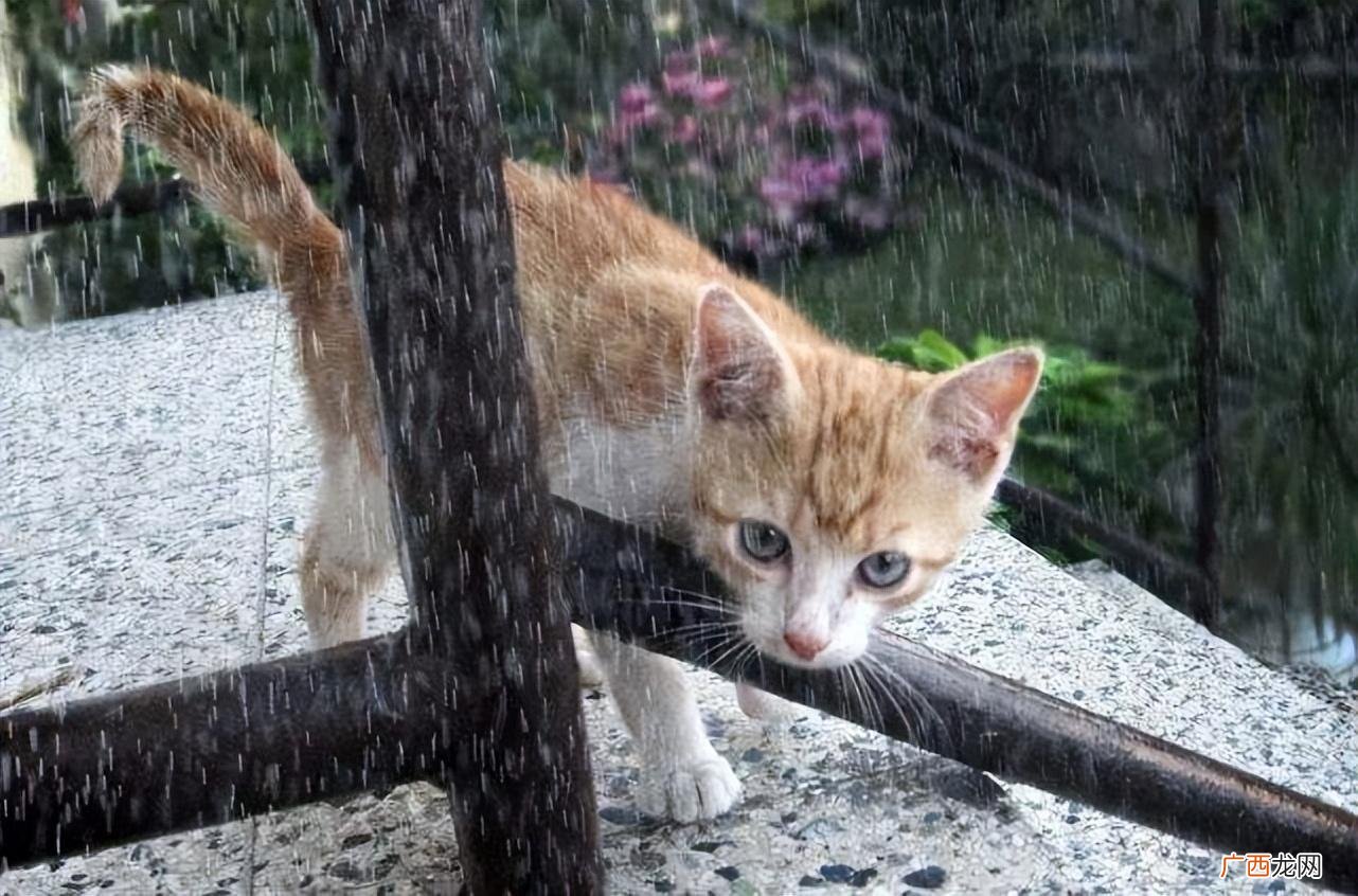 猫界弃养率最高的几种猫 不建议养的10种猫