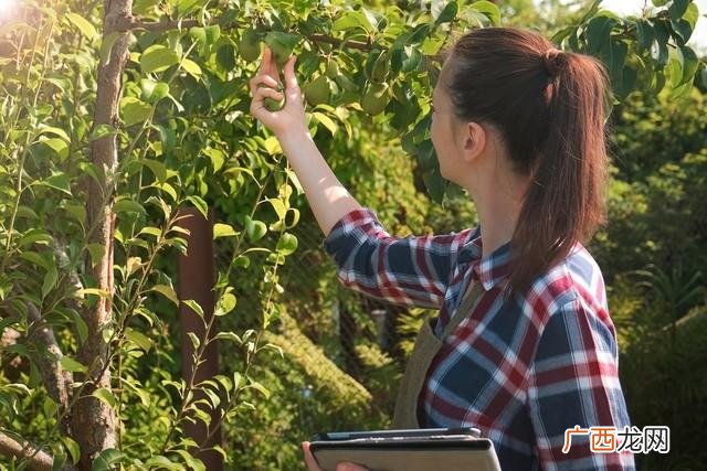 盛果期的梨树如何修剪？ 梨树怎样修剪