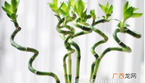 转运竹摆放位置讲究 转运竹风水摆放三不要