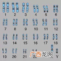 染色体是什么意思,高中生物－常染色体和性染色体是什么意思呀？看不明白呀？