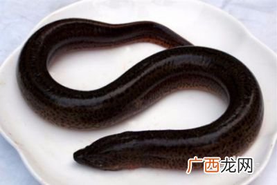 黄鳝怎么做好吃,善鱼怎么做好吃？