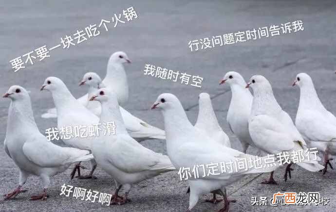 放鸽子是什么意思,放你鸽子是什么意思？