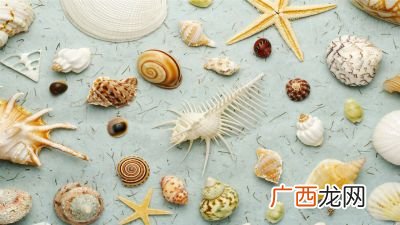 贝壳种类有多少,中国北方常见淡水贝类图鉴？