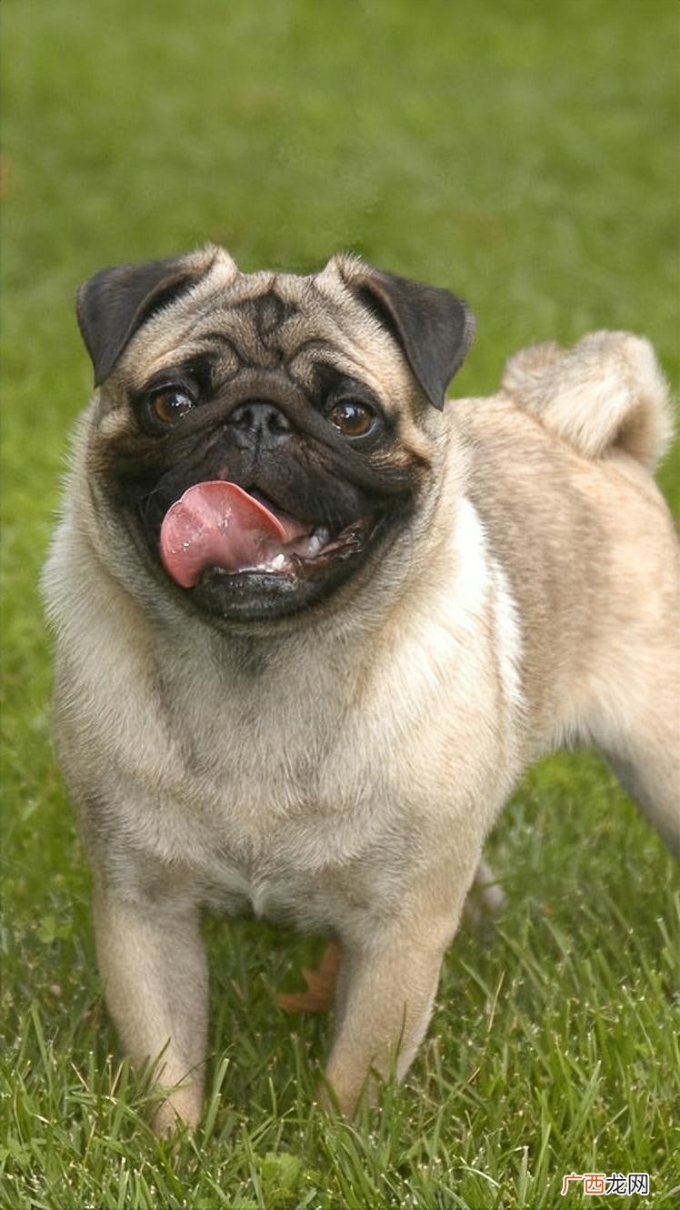 为什么巴哥犬的弃养率那么高 巴哥犬刚开始养就后悔
