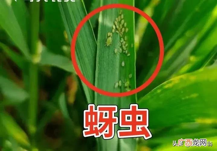 小麦苗期蚜虫发生及防治措施 小麦蚜虫发生原因及防治对策