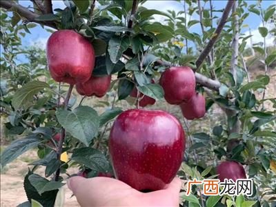 花牛苹果产地在哪里,为什么叫礼县花牛苹果？
