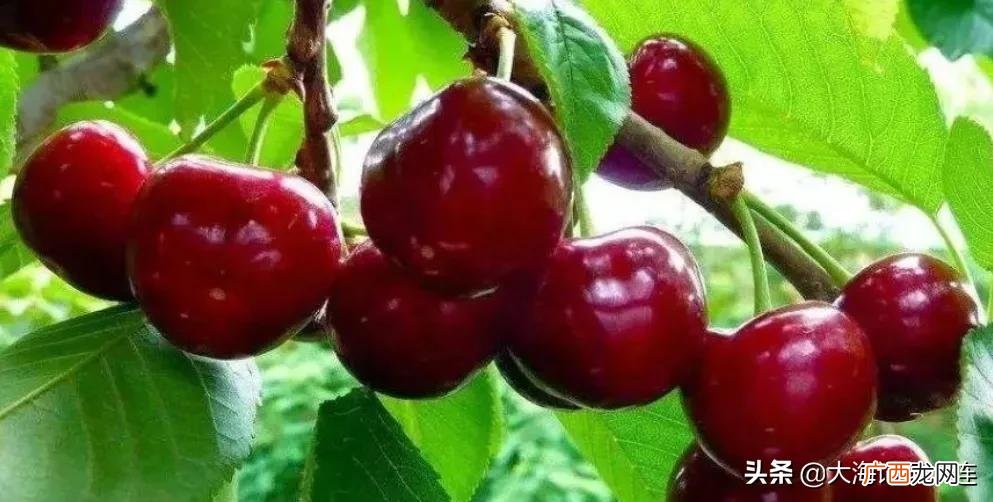 大连可以送人的6种果蔬 大连特产有哪些好吃的能带走的