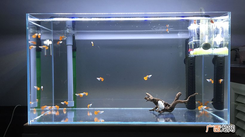 鱼缸摆放4不可 鱼缸的摆放位置风水讲究