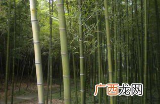 胸有成竹是什么意思,胸有成竹的含义是什么?