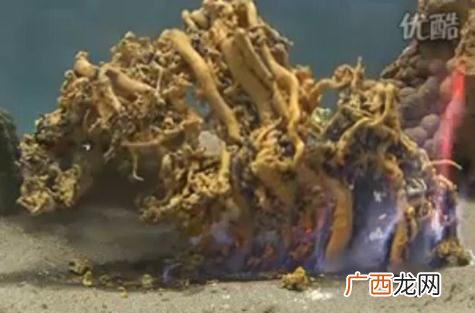 为什么叫法老之蛇？著名化学实验法老之蛇硫氰化汞膨胀反应