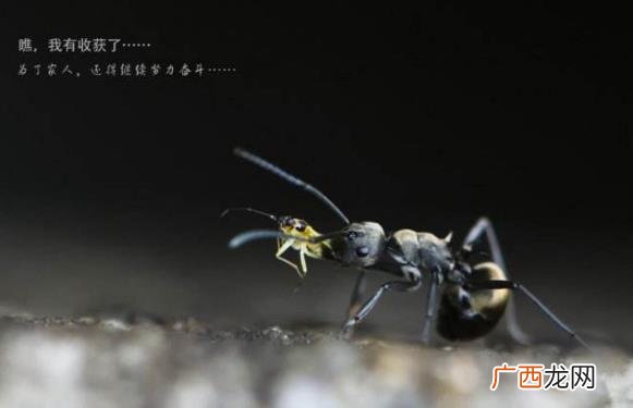 蚁族是什么意思？社会中低收入聚居群体 蚁族的生存现状