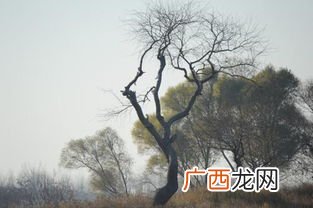 洗尽铅华是什么意思,褪去一天的繁琐,洗尽一身的铅华意思？