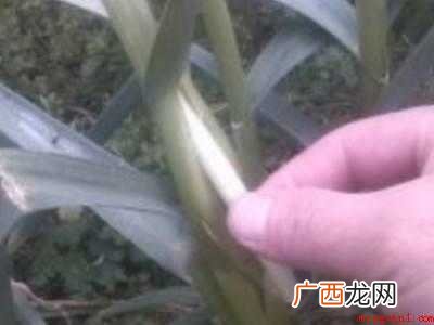 怎样抽蒜苔不影响长蒜