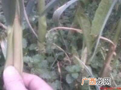 怎样抽蒜苔不影响长蒜