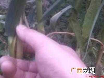 怎样抽蒜苔不影响长蒜