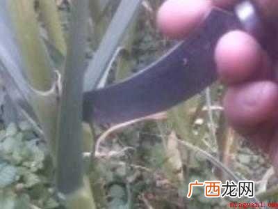 怎样抽蒜苔不影响长蒜