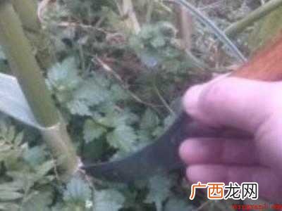怎样抽蒜苔不影响长蒜