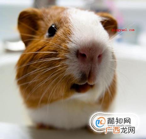 荷兰猪的叫声都是什么含义 如何分辨