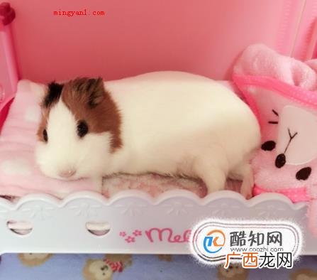 荷兰猪的叫声都是什么含义 如何分辨