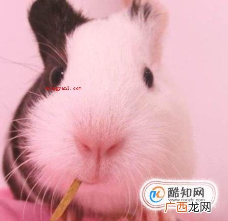 荷兰猪的叫声都是什么含义 如何分辨