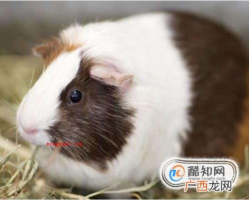 荷兰猪的叫声都是什么含义 如何分辨