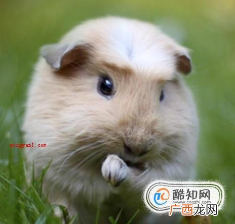 荷兰猪的叫声都是什么含义 如何分辨