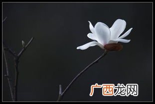 雾里看花是什么意思,雾里看花是什么意思?