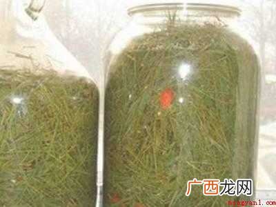 松针泡酒的正确制作方法