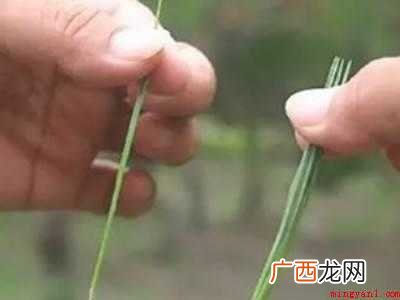松针泡酒的正确制作方法