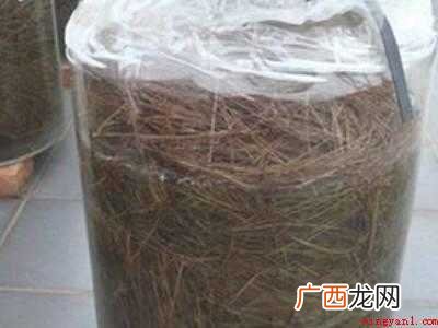 松针泡酒的正确制作方法