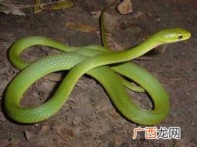 50岁到60岁梦到蛇是什么意思,53年男蛇晚年婚姻状况?