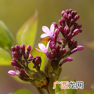 殷勤解却丁香结的意思是什么？