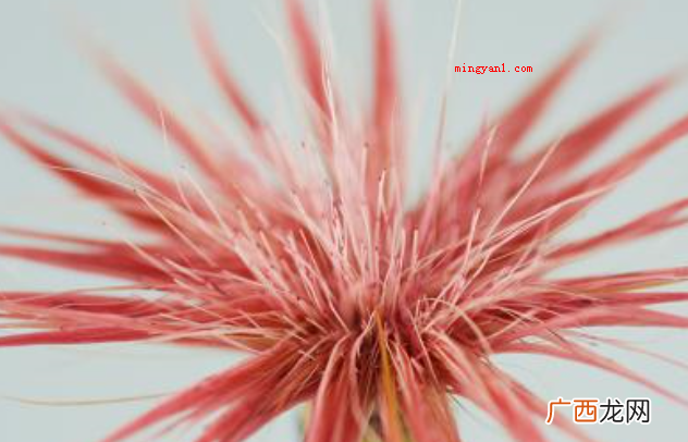 妙笔生花的主人公是谁